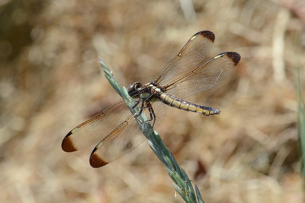 101 2012-07225524 Wachusett Meadow, MA.JPG - Spangled Skimmer (Libellula cyanea)(f). Dragonfly. Wachusett Meadow Wildlife Sanctuary, MA, 7-22-2012